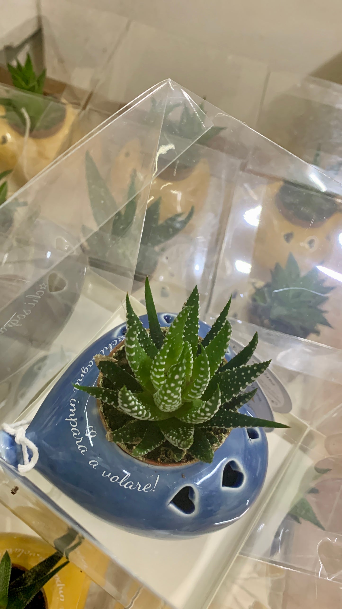 piantina vera in vaso a cuore con  scritta