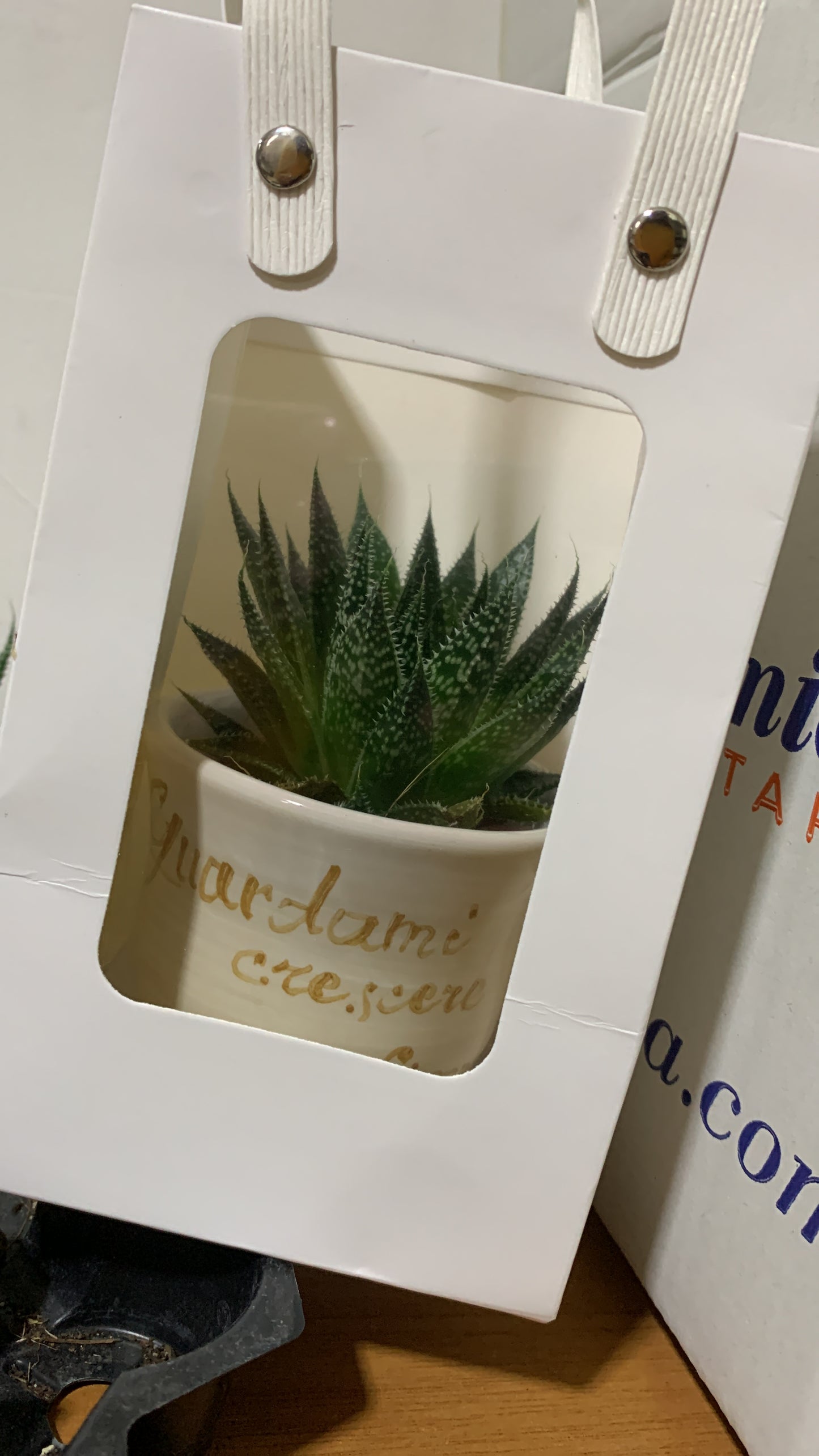 Pianta con vasetto personalizzato