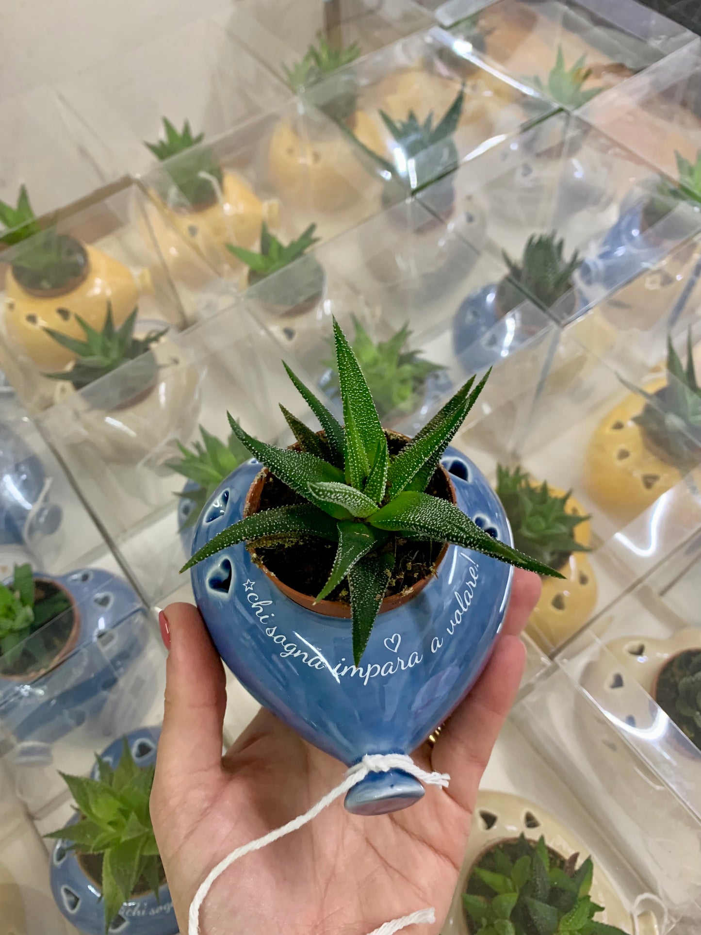 piantina vera in vaso a cuore con  scritta