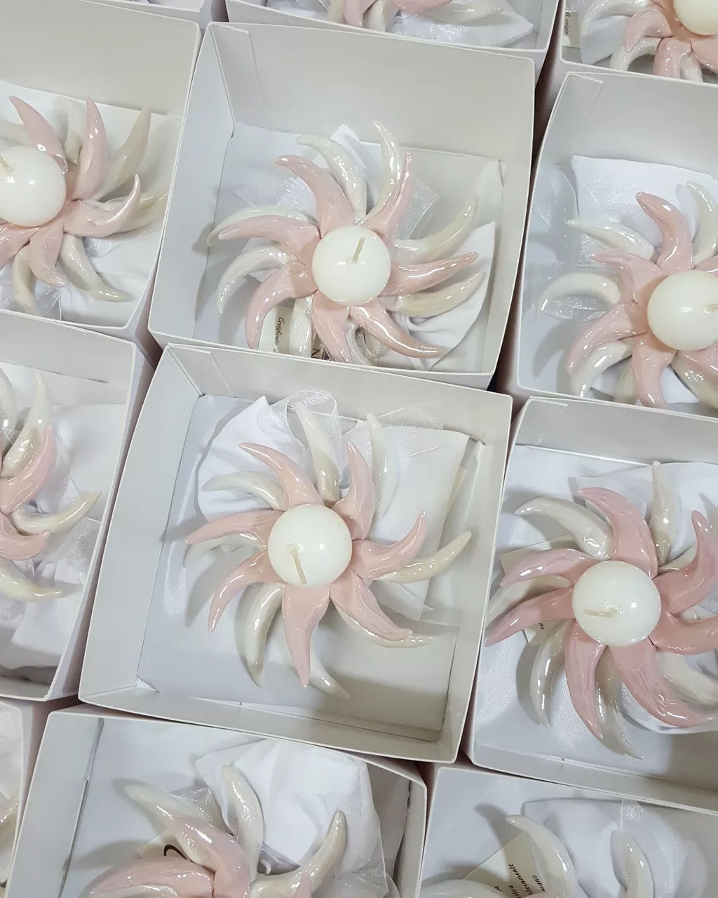 Anemone portacandele bicolore