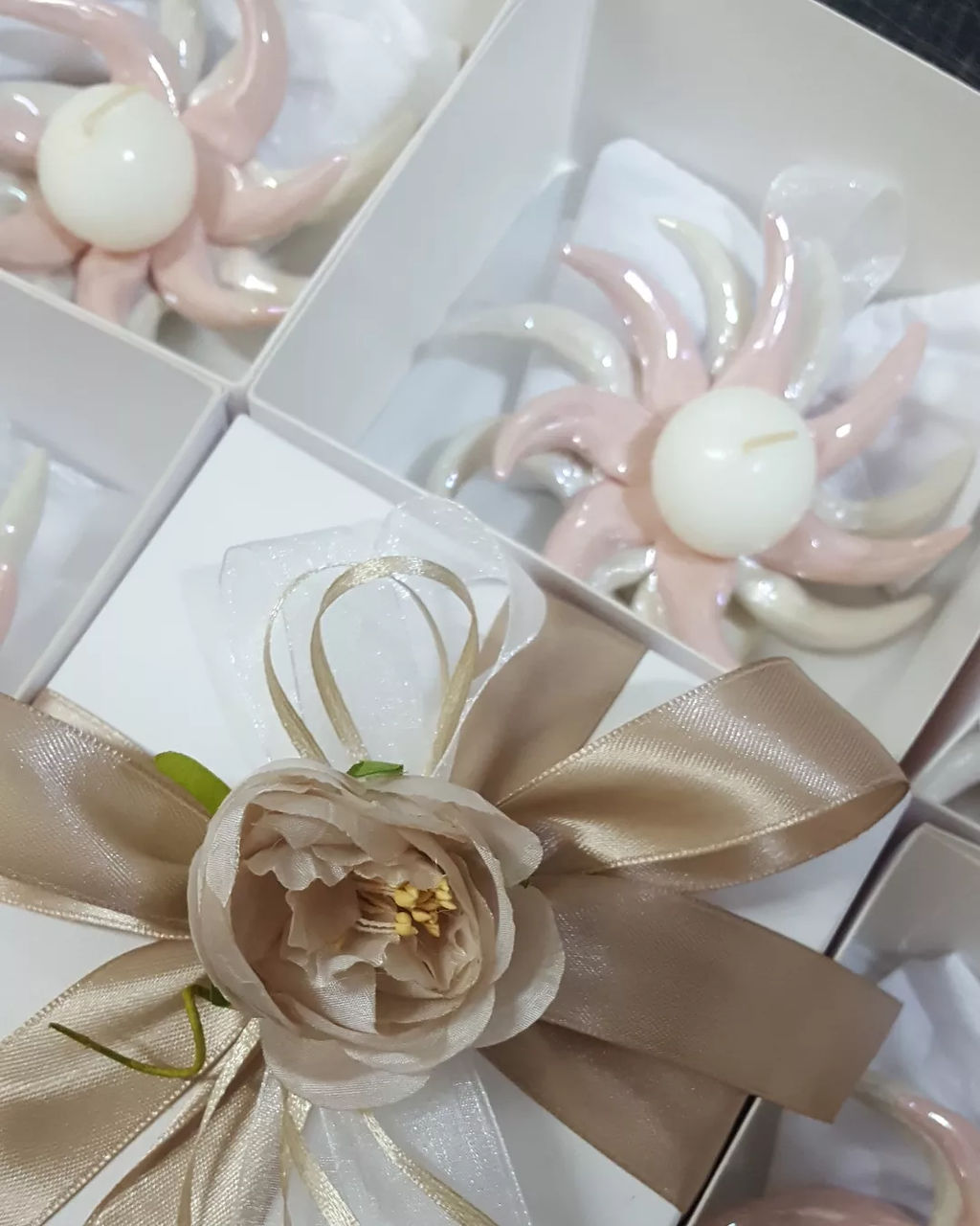 Anemone portacandele bicolore